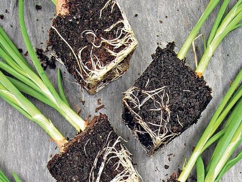 Bản đồ minh họa các khu vực có trữ lượng than bùn lớn tại Việt Nam