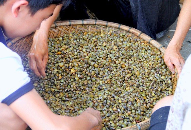 Đầu bếp đang tỉ mỉ làm sạch hến trước khi chế biến