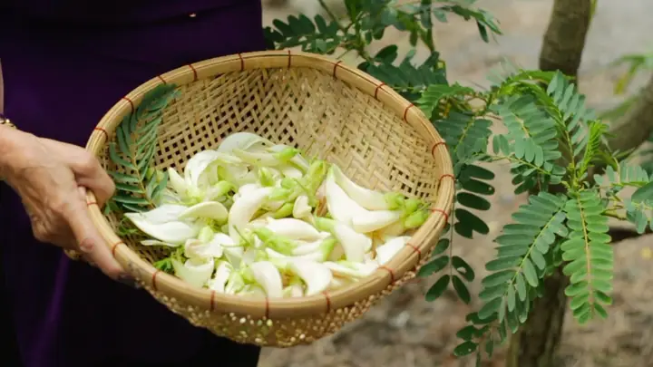 Ăn Bông So Đũa Có Tốt Không? Lợi Ích, Tác Hại Và Lưu Ý Khi Sử Dụng