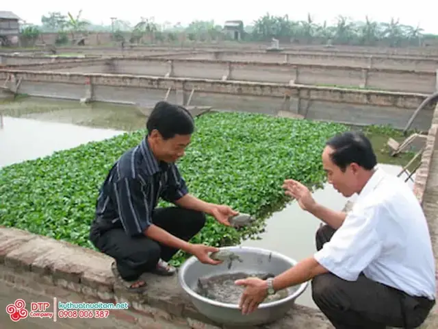 Ba Ba Ăn Cái Gì? Khám Phá Bí Quyết Nuôi Và Chăm Sóc Ba Ba Hiệu Quả Ba Ba Ăn Cái Gì? Khám Phá Bí Quyết Nuôi Và Chăm Sóc Ba Ba Hiệu Quả