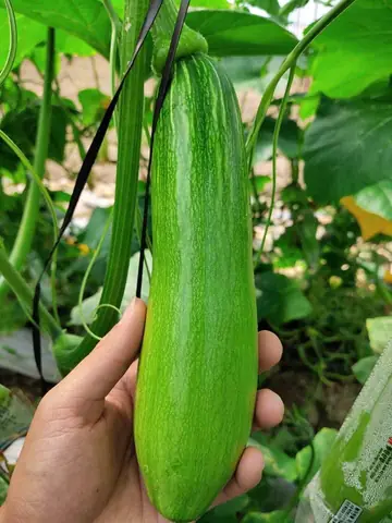Top 5 Bánh Bí Ngòi Hàn Quốc Ngon Nhất: Đánh Giá Chi Tiết & Kinh Nghiệm Chọn Mua