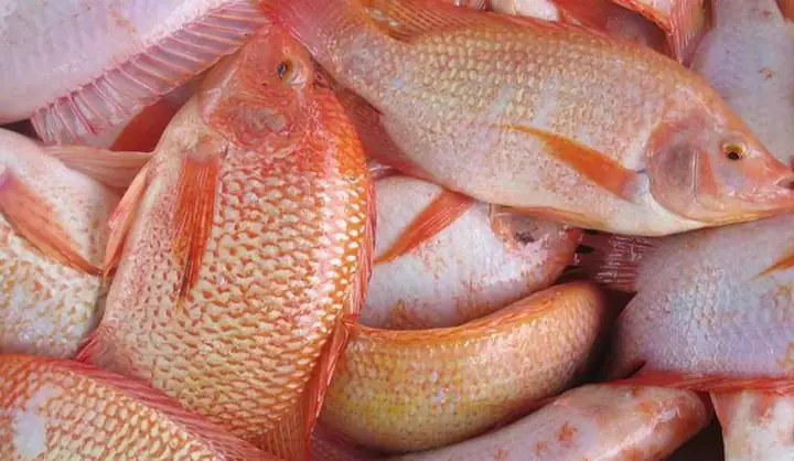 Bà Bầu Ăn Cá Diêu Hồng Được Không?
