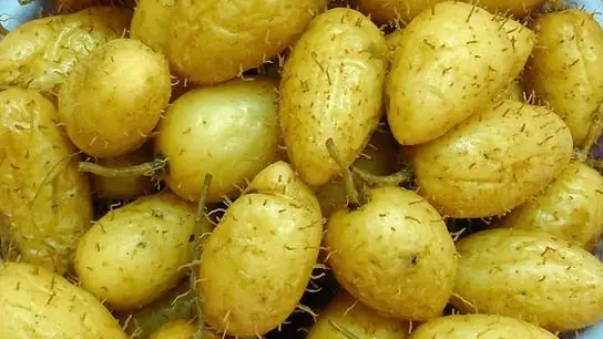 Bà Bầu Ăn Củ Lùn Được Không?