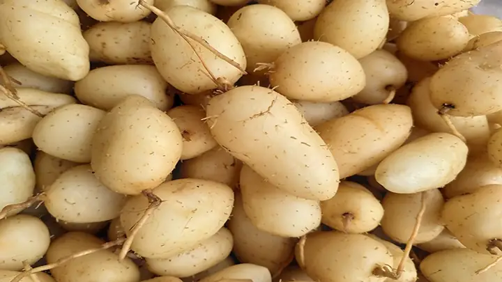 Bà Bầu Ăn Củ Lùn Được Không?