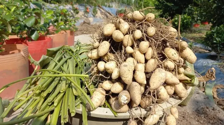 Bà Bầu Ăn Củ Lùn Được Không?