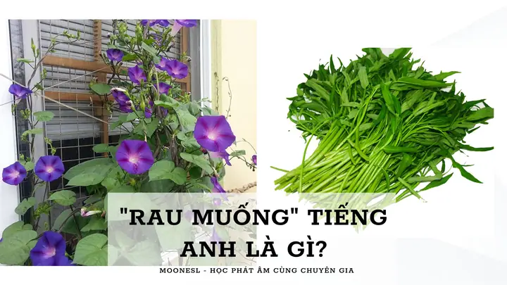 Bim Bim Tiếng Anh Là Gì? Giải Đáp Chi Tiết Định Nghĩa, Nguồn Gốc Và Các Thuật Ngữ Liên Quan