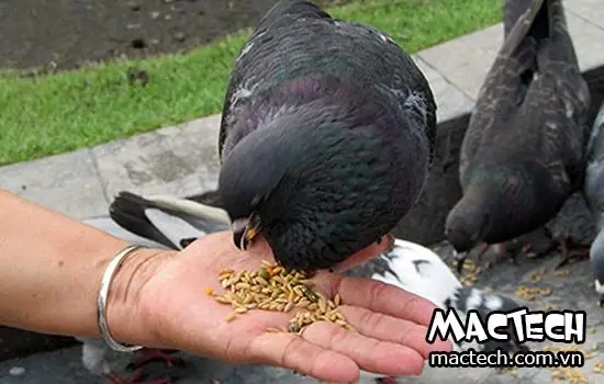 Nuôi Bồ Câu Bằng Gạo: Có Đáng Tin Cậy Không Và Nên Áp Dụng Khi Nào? Nuôi Bồ Câu Bằng Gạo: Có Đáng Tin Cậy Không Và Nên Áp Dụng Khi Nào?