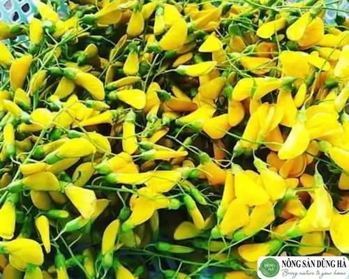 Bông Điên Điển Có Vị Gì Và Những Đặc Điểm Độc Đáo Bạn Chưa Biết