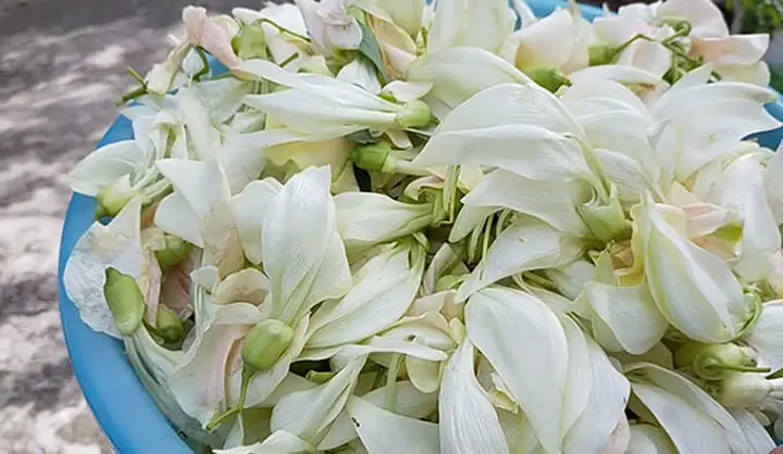 Bông So Đũa Có Tác Dụng Gì? Công Dụng, Cách Dùng Và Lưu Ý Quan Trọng