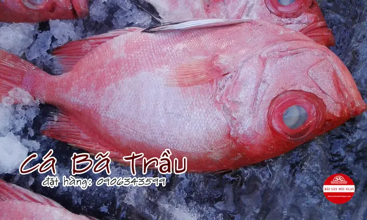 Cá Bã Trầu Kho Tiêu: Công Thức Chi Tiết Và Bí Quyết Để Có Món Ngon Chuẩn Vị Cá Bã Trầu Kho Tiêu: Công Thức Chi Tiết Và Bí Quyết Để Có Món Ngon Chuẩn Vị