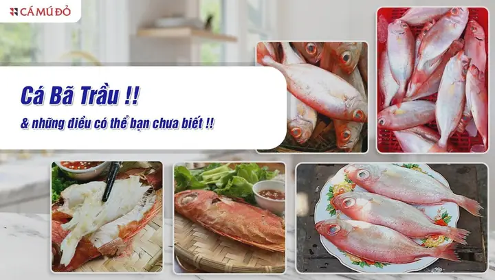 Cá Bã Trầu Kho Tiêu: Công Thức Chi Tiết Và Bí Quyết Để Có Món Ngon Chuẩn Vị Cá Bã Trầu Kho Tiêu: Công Thức Chi Tiết Và Bí Quyết Để Có Món Ngon Chuẩn Vị