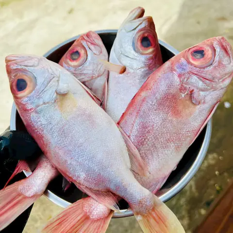 Cá Bã Trầu Kho Tiêu: Công Thức Chi Tiết Và Bí Quyết Để Có Món Ngon Chuẩn Vị Cá Bã Trầu Kho Tiêu: Công Thức Chi Tiết Và Bí Quyết Để Có Món Ngon Chuẩn Vị