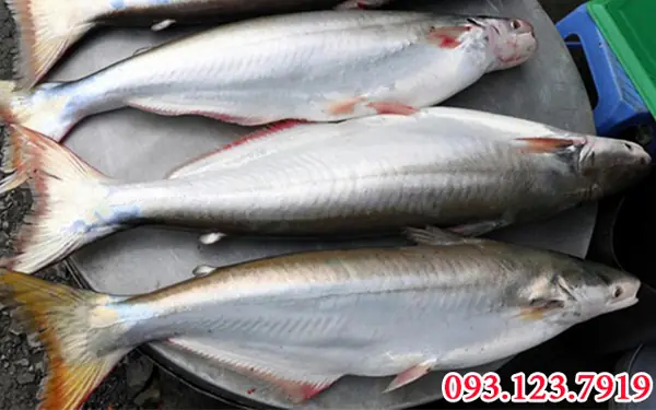 Cá Bông Lau Và Cá Dứa: So Sánh Chi Tiết, Giá Trị Dinh Dưỡng Và Cách Chế Biến