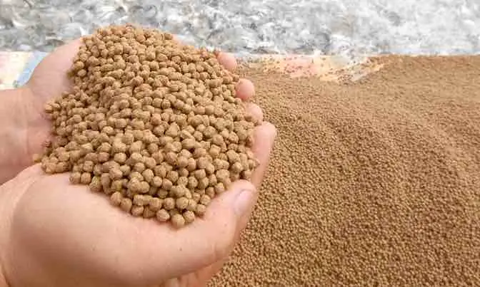 Cá Chép Giòn Ăn Gì? Khám Phá Chế Độ Dinh Dưỡng Cho Giống Cá Đặc Sản