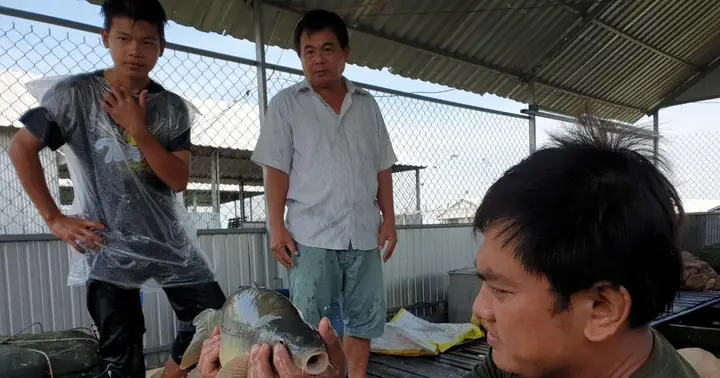 Cá Chép Giòn Ăn Gì? Khám Phá Chế Độ Dinh Dưỡng Cho Giống Cá Đặc Sản