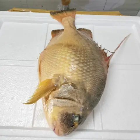 Cá Chìa Vôi Nhà Bè: Giá Trị Kinh Tế, Cách Chế Biến Và Những Điều Cần Biết Cá Chìa Vôi Nhà Bè: Giá Trị Kinh Tế, Cách Chế Biến Và Những Điều Cần Biết