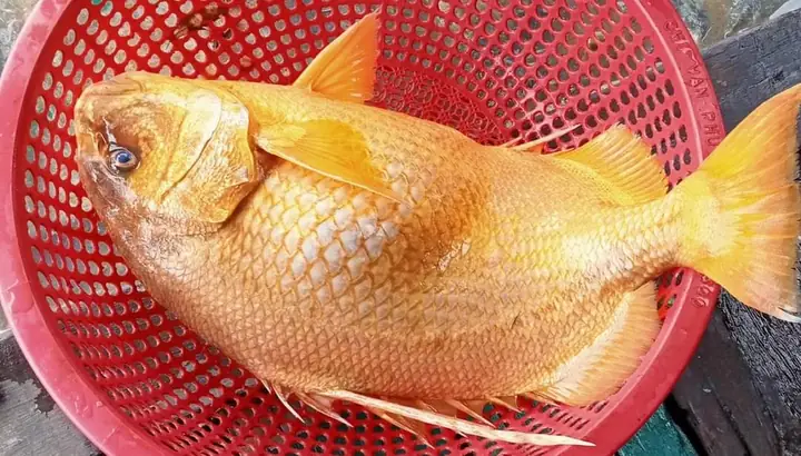 Cá Chìa Vôi Nhà Bè: Giá Trị Kinh Tế, Cách Chế Biến Và Những Điều Cần Biết Cá Chìa Vôi Nhà Bè: Giá Trị Kinh Tế, Cách Chế Biến Và Những Điều Cần Biết