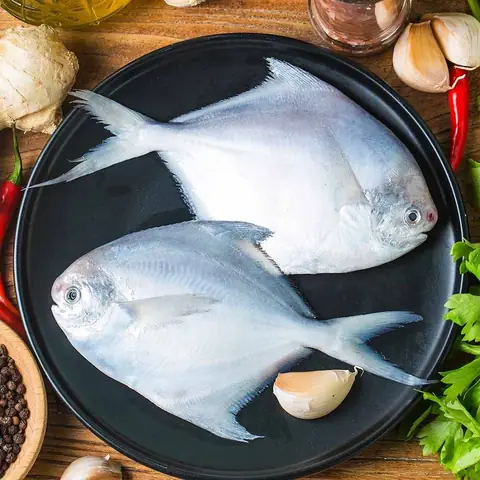 Cá Chim Biển Loại Nào Ngon Nhất? Tiết Lộ 5 Đặc Sản "vàng" Cho Bữa Cơm Gia Đình Cá Chim Biển Loại Nào Ngon Nhất? Tiết Lộ 5 Đặc Sản "vàng" Cho Bữa Cơm Gia Đình