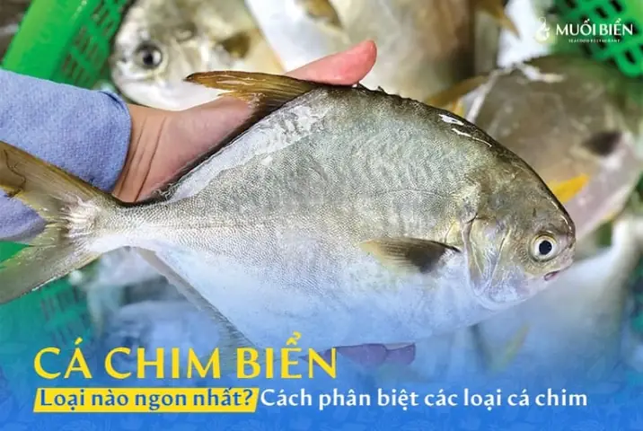 Cá Chim Biển Loại Nào Ngon Nhất? Tiết Lộ 5 Đặc Sản "vàng" Cho Bữa Cơm Gia Đình Cá Chim Biển Loại Nào Ngon Nhất? Tiết Lộ 5 Đặc Sản "vàng" Cho Bữa Cơm Gia Đình