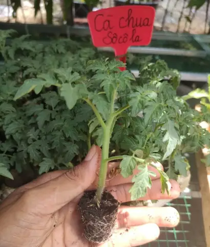 Cà Chua Socola Có Tốt Không? Lợi Ích, Tác Hại Và Những Điều Bạn Cần Biết