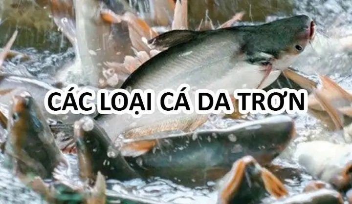 Cá Da Trơn Nước Mặn: Phân Loại, Đặc Điểm & Kỹ Thuật Nuôi Lợi Nhuận