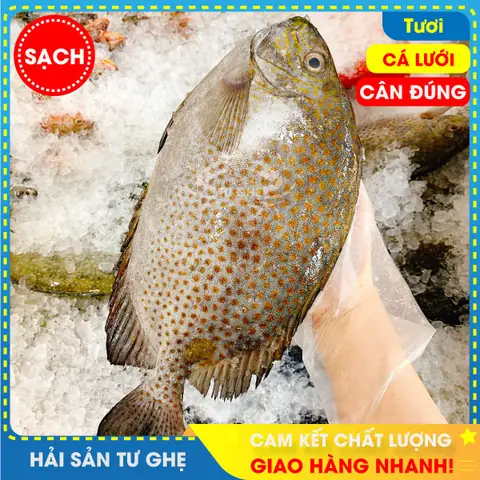 Đánh Giá Chi Tiết Giá Cá Dìa Bao Nhiêu Tiền 1kg Và Top 3 Giống Cá Được Ưa Chuộng Nhất Đánh Giá Chi Tiết Giá Cá Dìa Bao Nhiêu Tiền 1kg Và Top 3 Giống Cá Được Ưa Chuộng Nhất