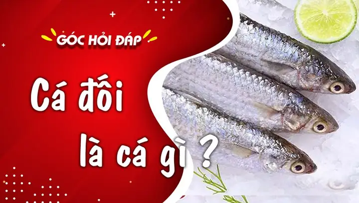 Cá Đối Có Nhiều Xương Không?