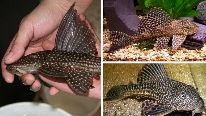Cá Dọn Bể Có Ăn Được Không? Giải Đáp Chi Tiết Từ Chuyên Gia Dinh Dưỡng Cá Dọn Bể Có Ăn Được Không? Giải Đáp Chi Tiết Từ Chuyên Gia Dinh Dưỡng