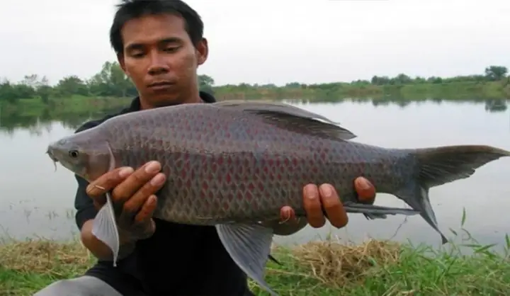 Cá Ét Làm Món Gì Ngon? Khám Phá 10+ Món Ngon Từ Cá Ét Bổ Dưỡng, Dễ Làm Cá Ét Làm Món Gì Ngon? Khám Phá 10+ Món Ngon Từ Cá Ét Bổ Dưỡng, Dễ Làm
