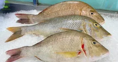 So Sánh Cá Gáy Và Cá Chép: Đặc Điểm, Giá Trị Dinh Dưỡng Và Cách Phân Biệt