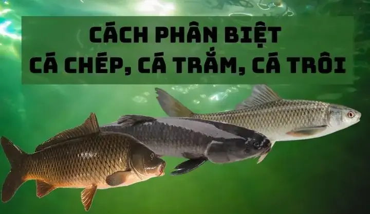 So Sánh Cá Gáy Và Cá Chép: Đâu Là Điểm Khác Biệt Bạn Cần Biết?