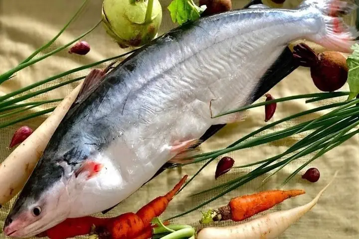 Cá Hú Bao Nhiêu Calo? Giải Đáp Chi Tiết Dinh Dưỡng Và Lưu Ý Khi Ăn Cá Hú Bao Nhiêu Calo? Giải Đáp Chi Tiết Dinh Dưỡng Và Lưu Ý Khi Ăn