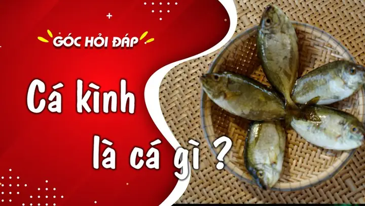 Cá Kình Là Cá Gì? Tìm Hiểu Chi Tiết Về Loài Cá "khủng Long" Này