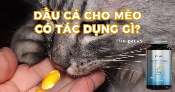 Cá Mèo Là Cá Gì? Khám Phá Đặc Điểm, Giá Trị Dinh Dưỡng Và Cách Chế Biến