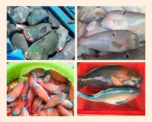 Cá Mó Là Cá Gì? Nguồn Gốc, Đặc Điểm Và Những Món Ngon Từ Loài Cá Này