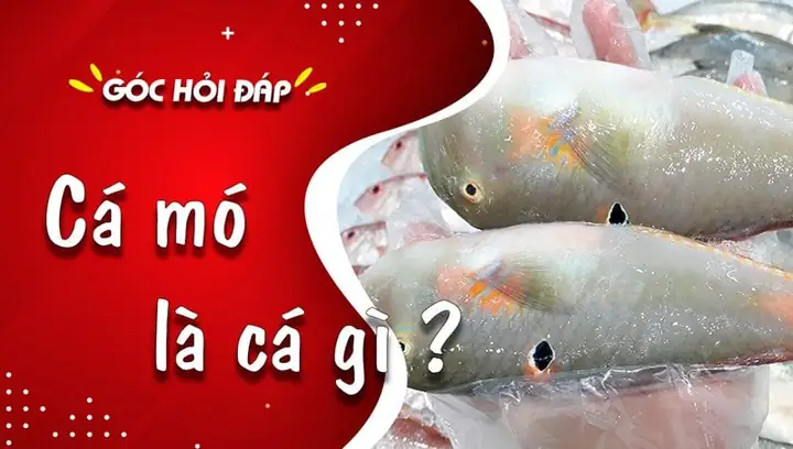 Cá Mó Là Cá Gì? Nguồn Gốc, Đặc Điểm Và Những Món Ngon Từ Loài Cá Này