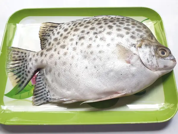 Cá Nâu Bao Nhiêu 1kg? Bảng Giá Chi Tiết Và Cách Chọn Mua Chuẩn Nhất Cá Nâu Bao Nhiêu 1kg? Bảng Giá Chi Tiết Và Cách Chọn Mua Chuẩn Nhất