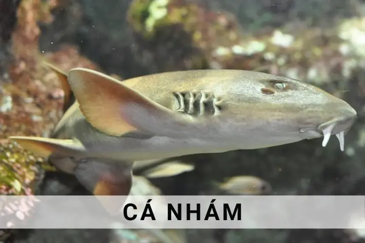 Cá Nhám Giá Bao Nhiêu Trên Thị Trường Hiện Nay? Cá Nhám Giá Bao Nhiêu Trên Thị Trường Hiện Nay?