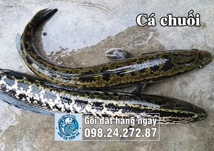 So Sánh Cá Quả Và Cá Sộp: Cách Phân Biệt, Giá Bao Nhiêu Và Nên Mua Loại Nào?
