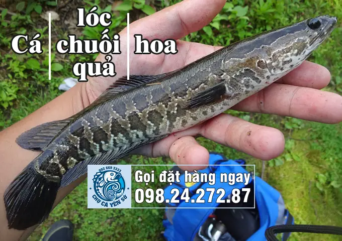 So Sánh Cá Quả Và Cá Sộp: Cách Phân Biệt, Giá Bao Nhiêu Và Nên Mua Loại Nào?
