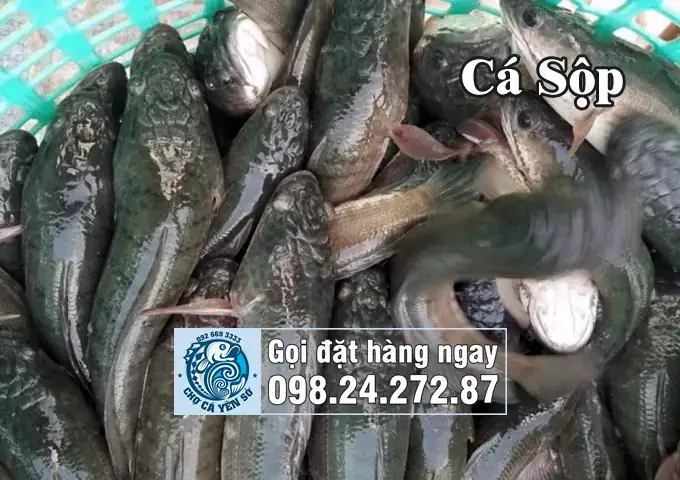 So Sánh Cá Quả Và Cá Sộp: Cách Phân Biệt, Giá Bao Nhiêu Và Nên Mua Loại Nào?