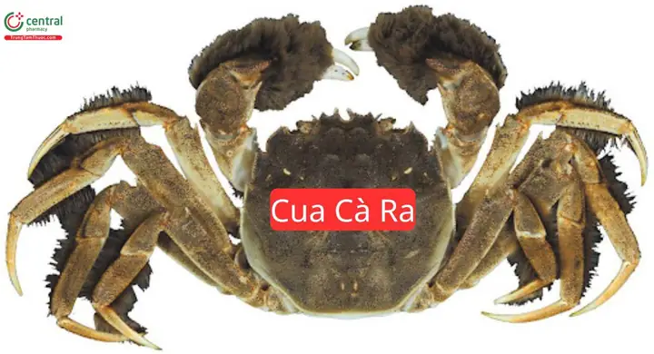 Cà Ra Là Con Gì? Nguồn Gốc, Đặc Điểm Và Những Điều Chưa Kể Cà Ra Là Con Gì? Nguồn Gốc, Đặc Điểm Và Những Điều Chưa Kể