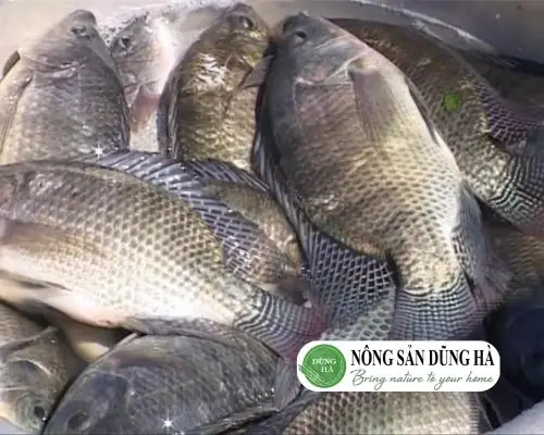 Cá Rô Phi Rán Bao Nhiêu Calo? Giải Đáp Chi Tiết Và So Sánh Dinh Dưỡng Cá Rô Phi Rán Bao Nhiêu Calo? Giải Đáp Chi Tiết Và So Sánh Dinh Dưỡng