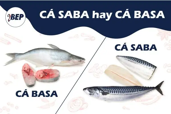 Cá Saba Là Cá Gì? Nguồn Gốc, Đặc Điểm Và Cách Chế Biến Đúng