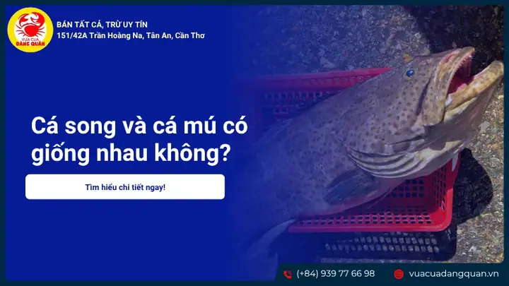 So Sánh Cá Song Và Cá Mú: Đâu Là Lựa Chọn Tốt Nhất Cho Bữa Ăn Của Bạn?