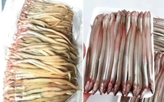 Cá Sụn Sịn Là Cá Gì? Giải Đáp Chi Tiết Về Loài Cá "lạ Mà Quen" Này