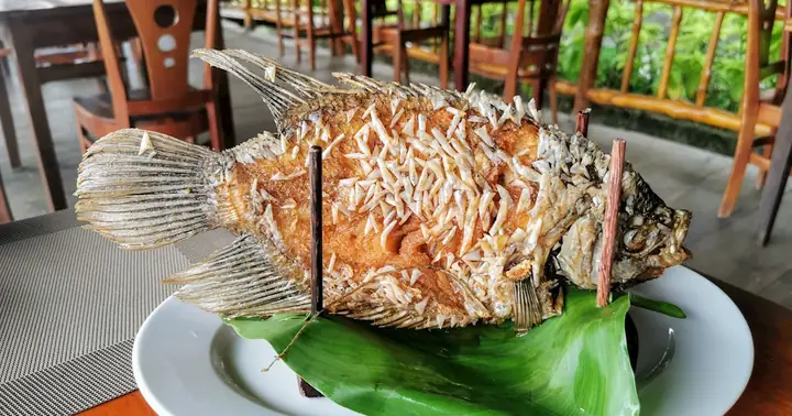 Đánh Giá Chi Tiết Cá Tai Tượng Chiên Xù: Nên Mua Loại Nào Cho Bữa Tiệc Tại Gia?