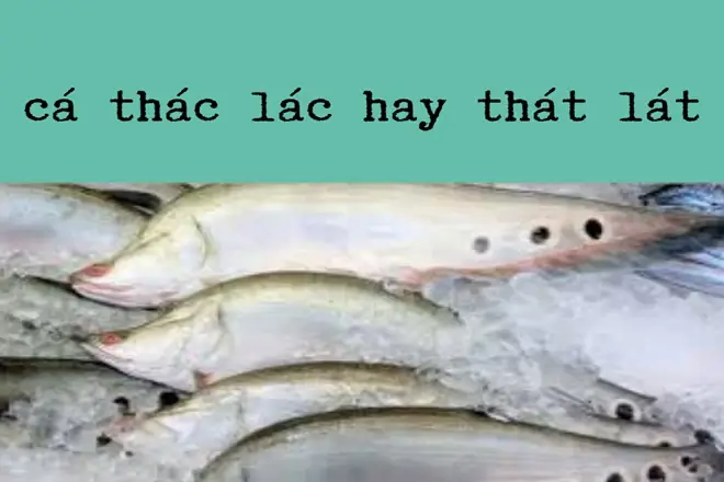 Cá Thát Lát Hay Thác Lác: Phân Biệt, Công Dụng Và Cách Chế Biến