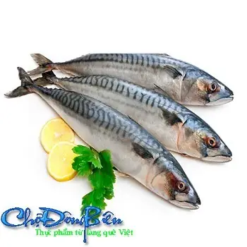 Cá Thu Tiếng Anh Là Gì? Giải Đáp Chi Tiết Từ A-z Cho Người Yêu Ẩm Thực Cá Thu Tiếng Anh Là Gì? Giải Đáp Chi Tiết Từ A-z Cho Người Yêu Ẩm Thực