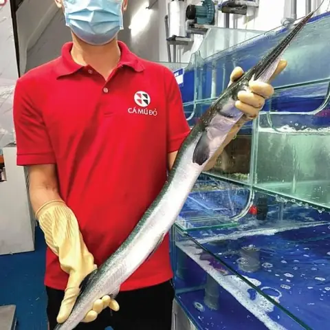 Cá Xương Xanh Là Cá Gì? Giải Mã Bí Ẩn Loài Cá Đặc Biệt Từ Đại Dương Sâu Thẳm